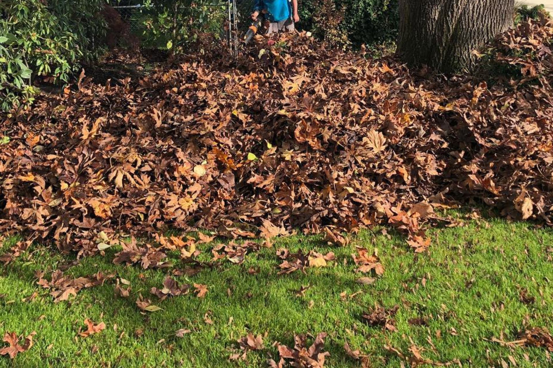 Commercial Leaf Removal